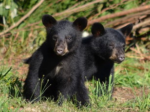 UrsidaeBear Family: The American Black Bear