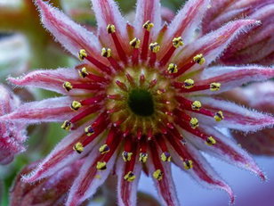 Angiosperms and Gymnosperms: Anatomy of a Flower