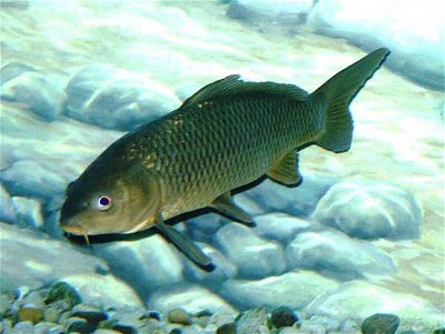 Freshwater Fish: Youll Find Them in Rivers and Lakes