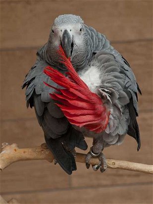 Parrots: Parrot Fashion