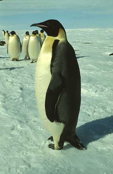 Emperor Penguins Are Phenomenal