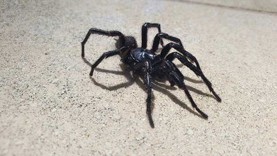 Arachnophilia