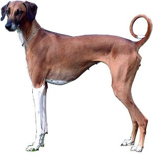 Dog Breeds From Africa