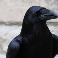 photo quiz