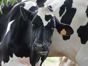 Cattle: Have a Cow Man