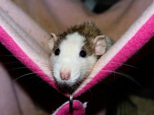 A Quiz for Rat Lovers
