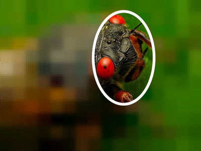 photo quiz