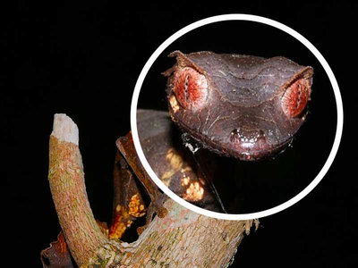 photo quiz