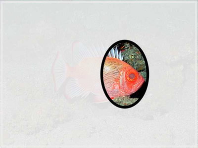 photo quiz