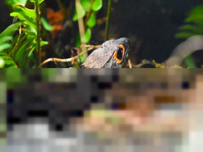 photo quiz