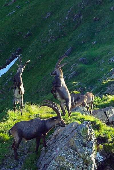 Europe other than UK: Alpine Animals