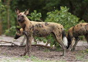 African Wild Dogs Are Amazing