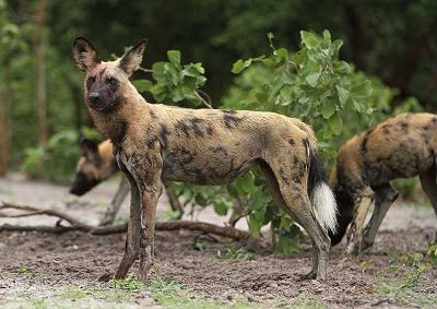 Animals for Kids: African Wild Dogs Are Amazing