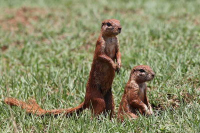 Mixed Animals for Kids: Squirrel Power