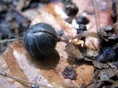 Quiz about The Conglobation Station Armadillidium vulgare