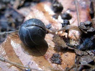 Crustaceans: The Conglobation Station Armadillidium vulgare