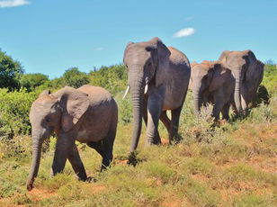 The Elephants Go Marching