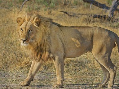 Quiz about Christian The Lion that Captured Our Hearts