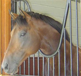 Horse Breeds: Things of Beauty