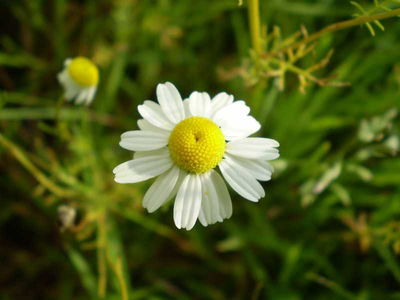 A Scentsational Hobby  Aromatherapy