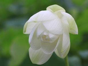 General Topics for Kids: White Lotus