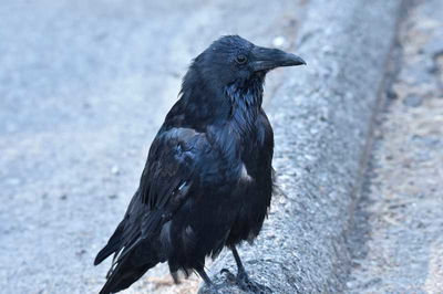 National Symbols: National Birds Across The World