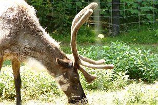 Artiodactyls Deer Antelopes Pigs etc: Grandma Got Run Over by a Reindeer