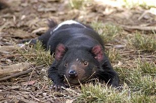 Mixed Marsupials