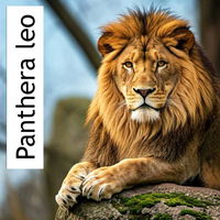 photo quiz
