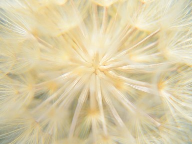 Quiz about Something Good Has Begun