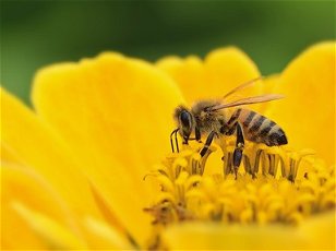       Invertebrates: When the Bee Stings