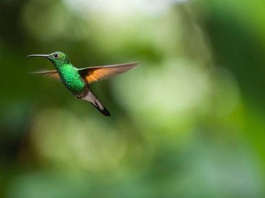 Quiz about The Tiny Titans of the Air