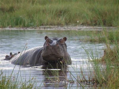Africa: On Safari in South Luangwa National Park