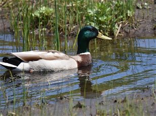  Wild Birds USA: Duck Duck Goose