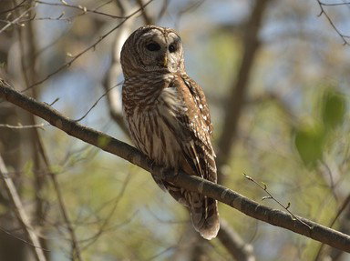 Quiz about Uncovering Hooters Barred Owls
