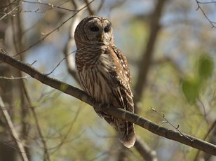 Owls: Uncovering Hooters Barred Owls