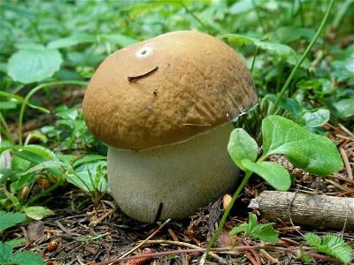 Fruit and Vegetables: The Fun in Fungi