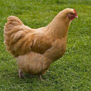 Poultry: Chickens What Breed Is It