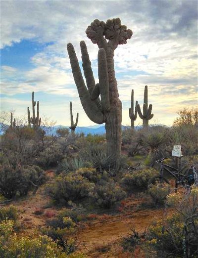 Botany: Xerarchs of the Cactus Kingdom