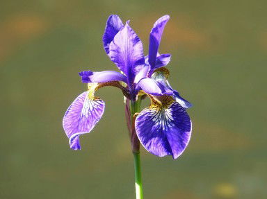 Quiz about A Gallery of Irises