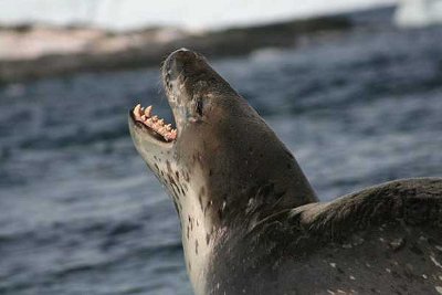 What Animal Am I: Pinnipeds Are Pleasing