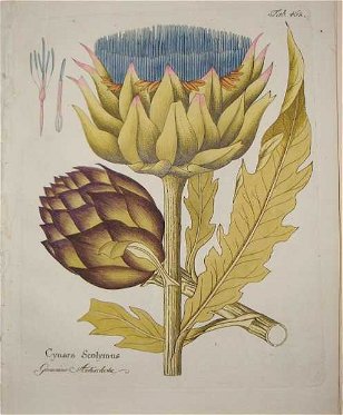 Borrowed Words and Phrases: Before Baba Ghanoush There Was the Artichoke
