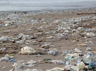Environmental Problems: Plastic Straws