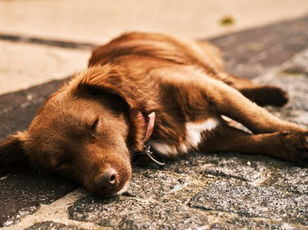 Synonyms and Antonyms for Kids: Synonym Shuffle  Tired
