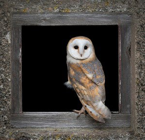 Quiz about Uncovering Hooters Barn Owls