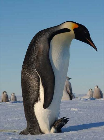 PPPPeek at a Penguin