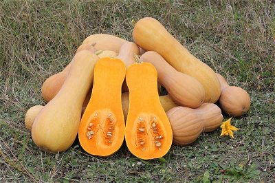 Fruit and Vegetables: Lets Give em Pumpkin to Talk About