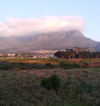 Ecology: Plants of the Fynbos