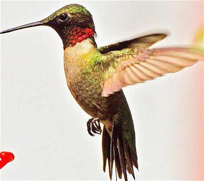  Specific Bird Species: To Kill A Hummingbird