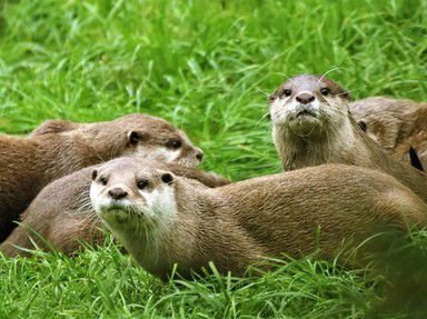 Quiz about You Otter Know